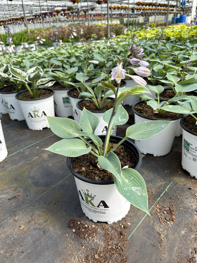 Hosta Plantain Lily Halcyon