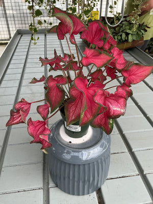 CALADIUM FAIRYTALE PRINCESS