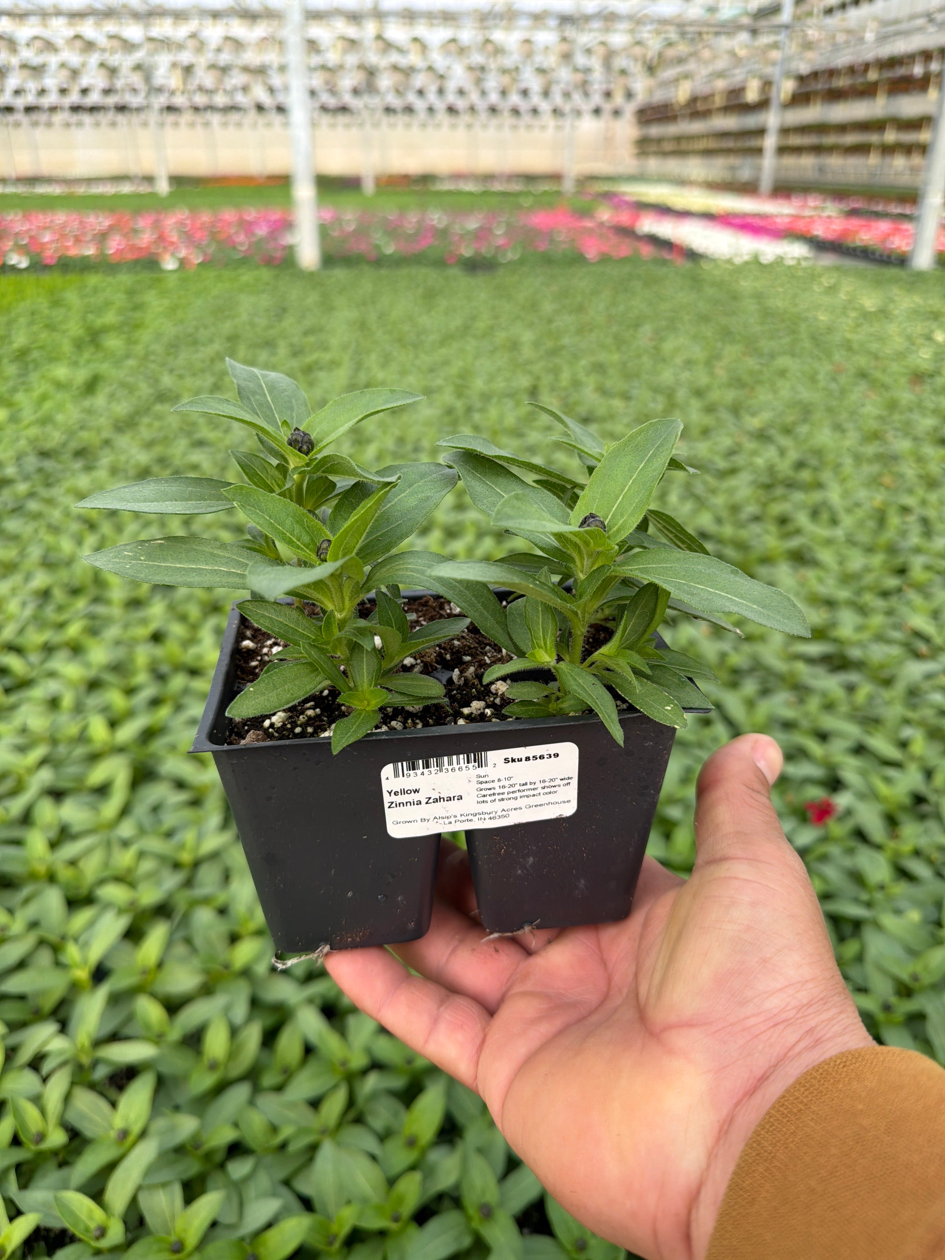 Zinnia Zahara Yellow - 4 Pack Annual