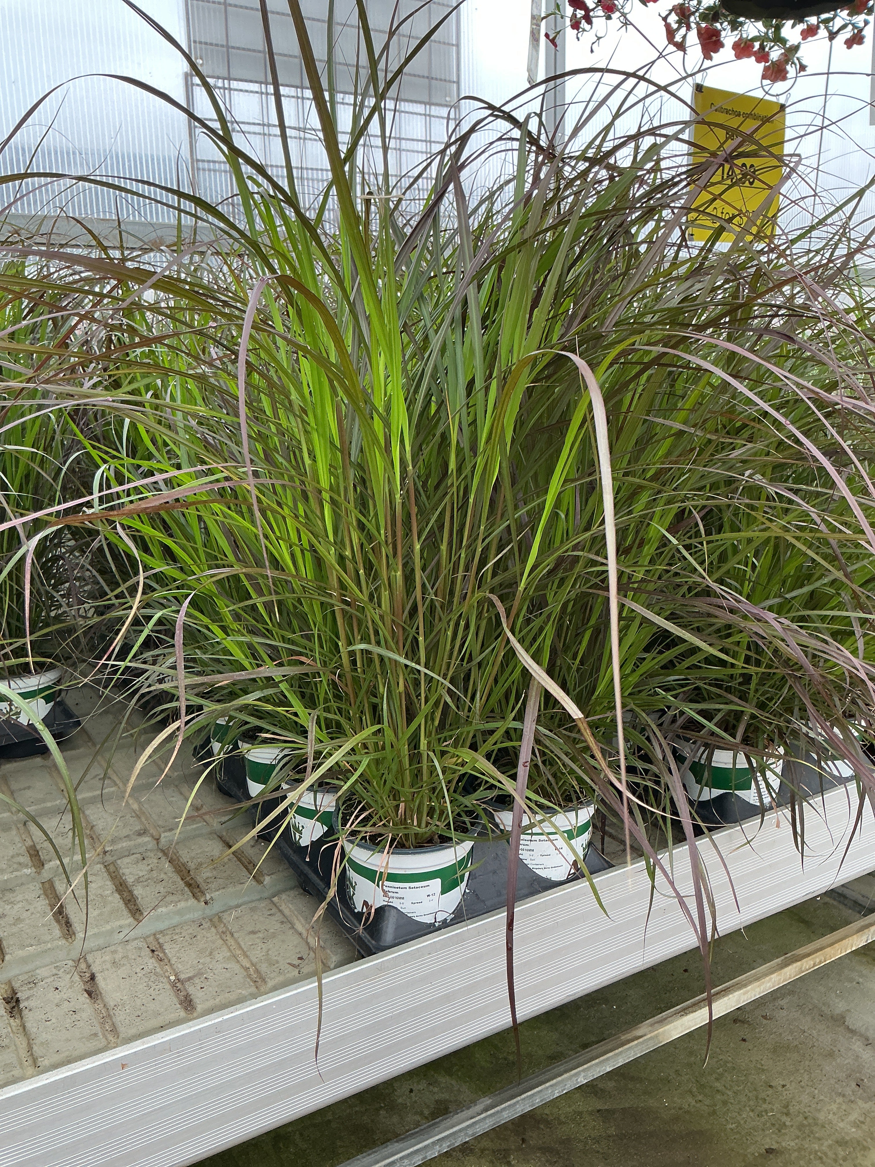 Pennisetum setaceum Rubrum - 5" Premium Thriller Annual