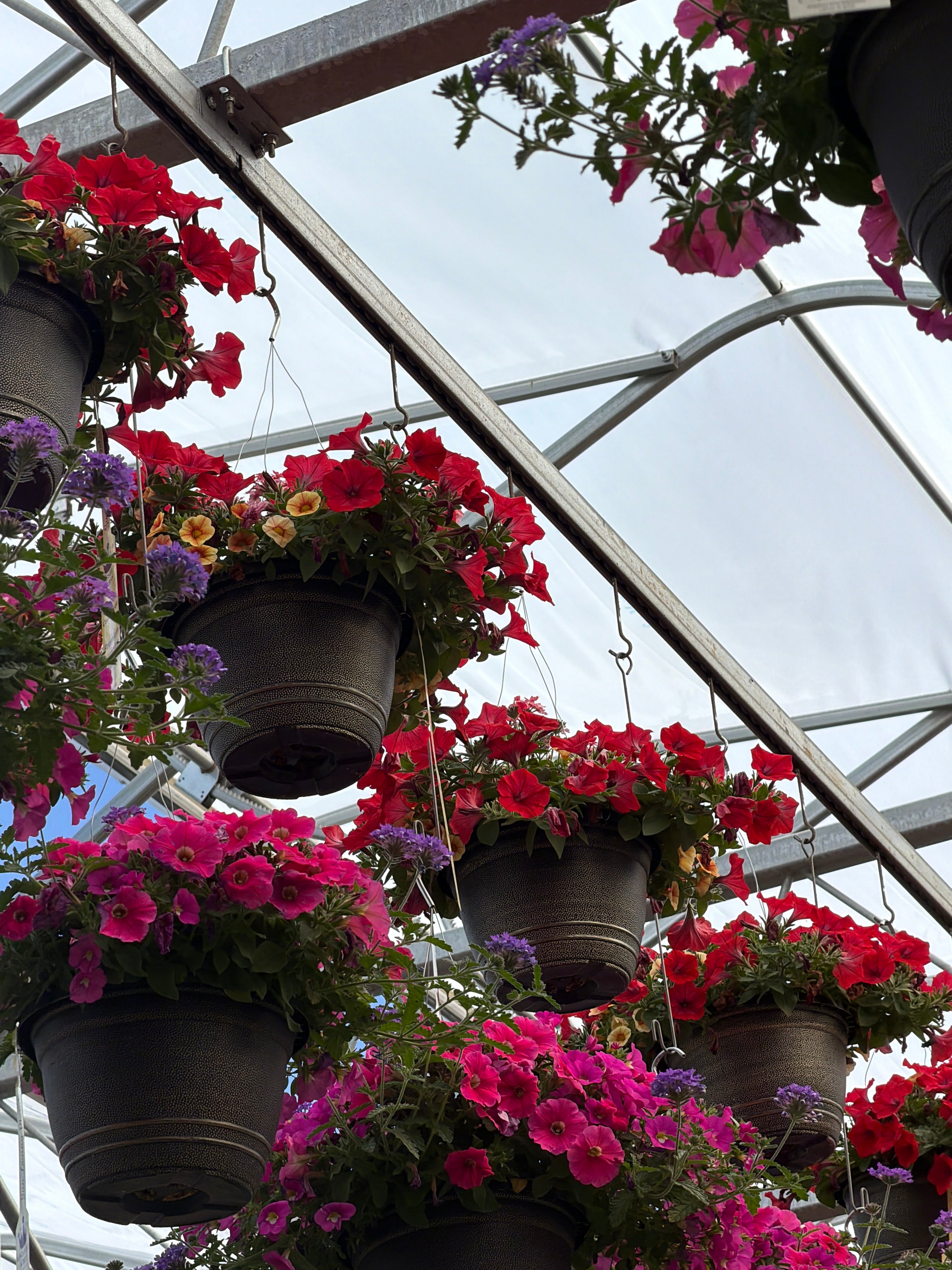 104 Who Knew Orleans - 11" Hanging Basket