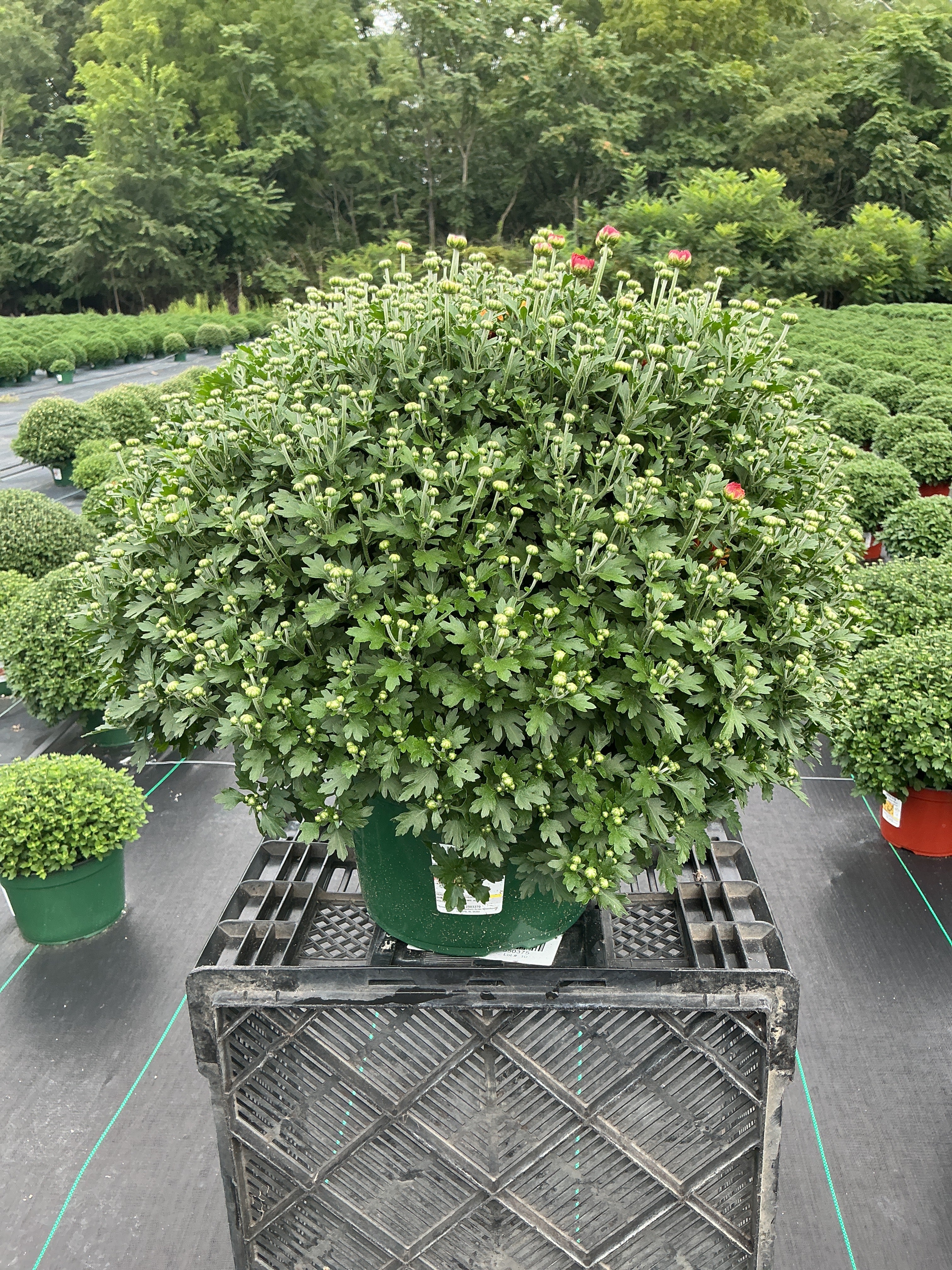 Beatrice Orange New - 9"x6" Potted Garden Mum