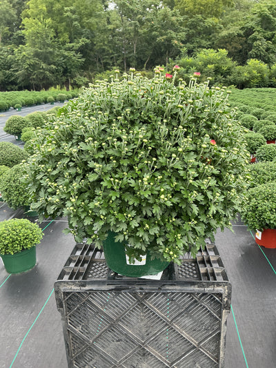 Beatrice Orange New - 9"x6" Potted Garden Mum