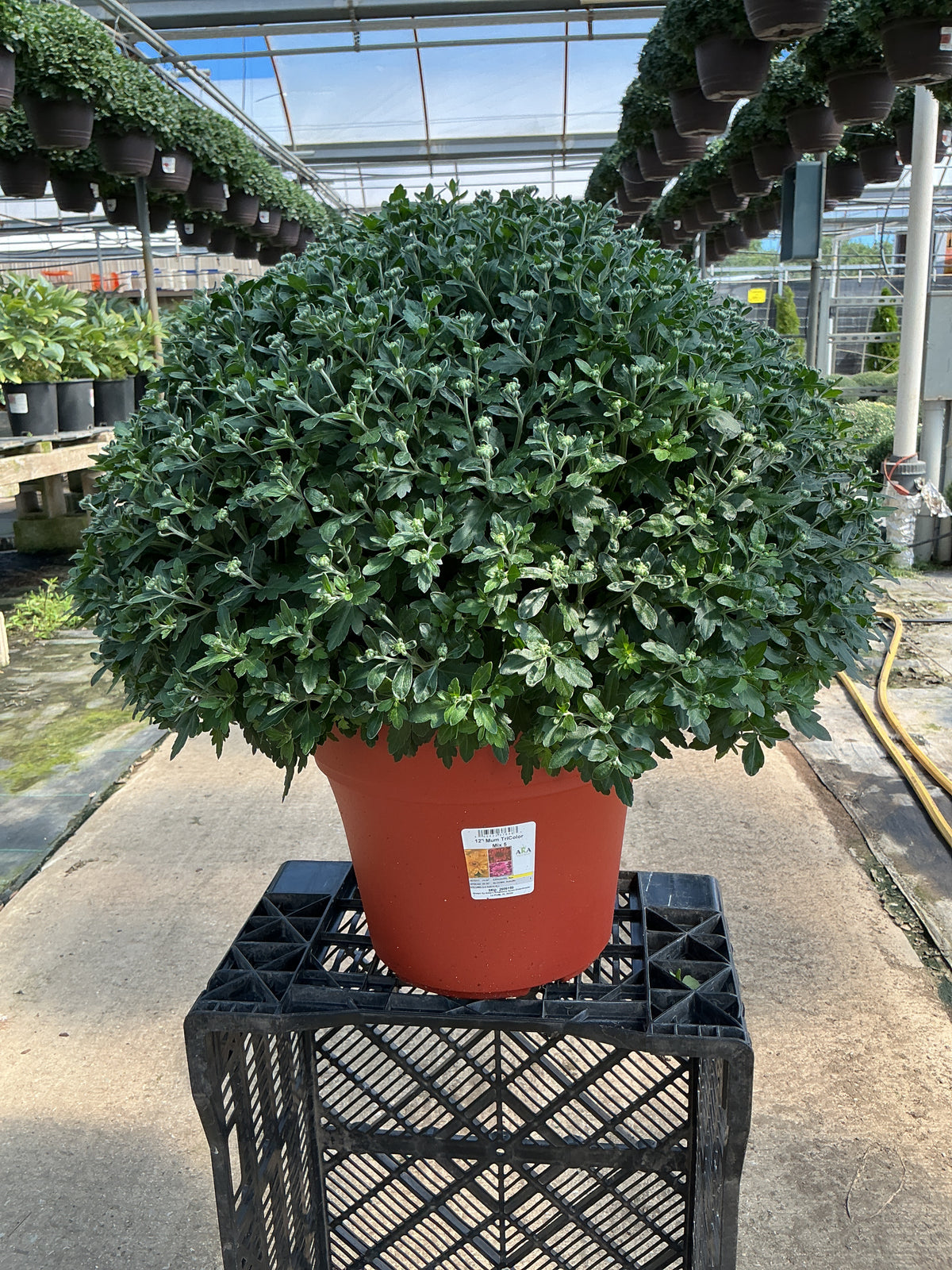 Axios Tricolor (Mix 5) - 12" Deco Pot Garden Mum