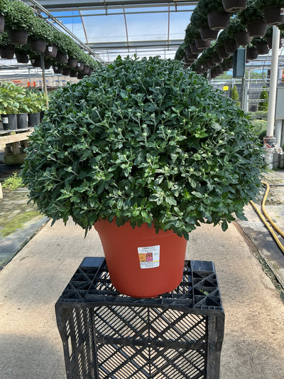 Axios Tricolor (Mix 5) - 12" Deco Pot Garden Mum
