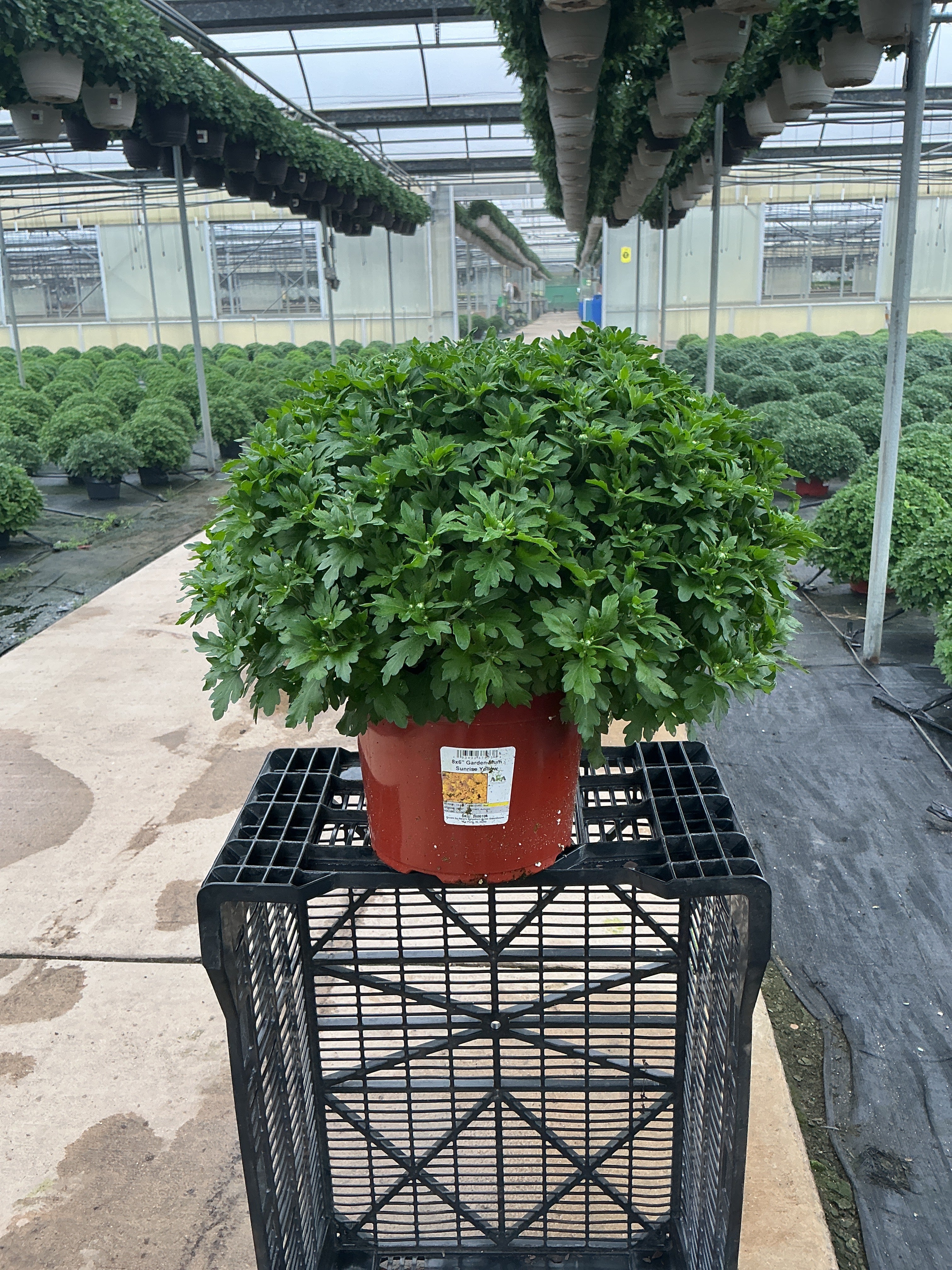 Sunrise Yellow - 8"x6" Potted Garden Mum