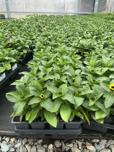 Zinnia Zahara Yellow - 4 Pack Annual