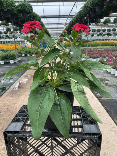 Echinacea Coneflower Double Scoop Strawberry Deluxe