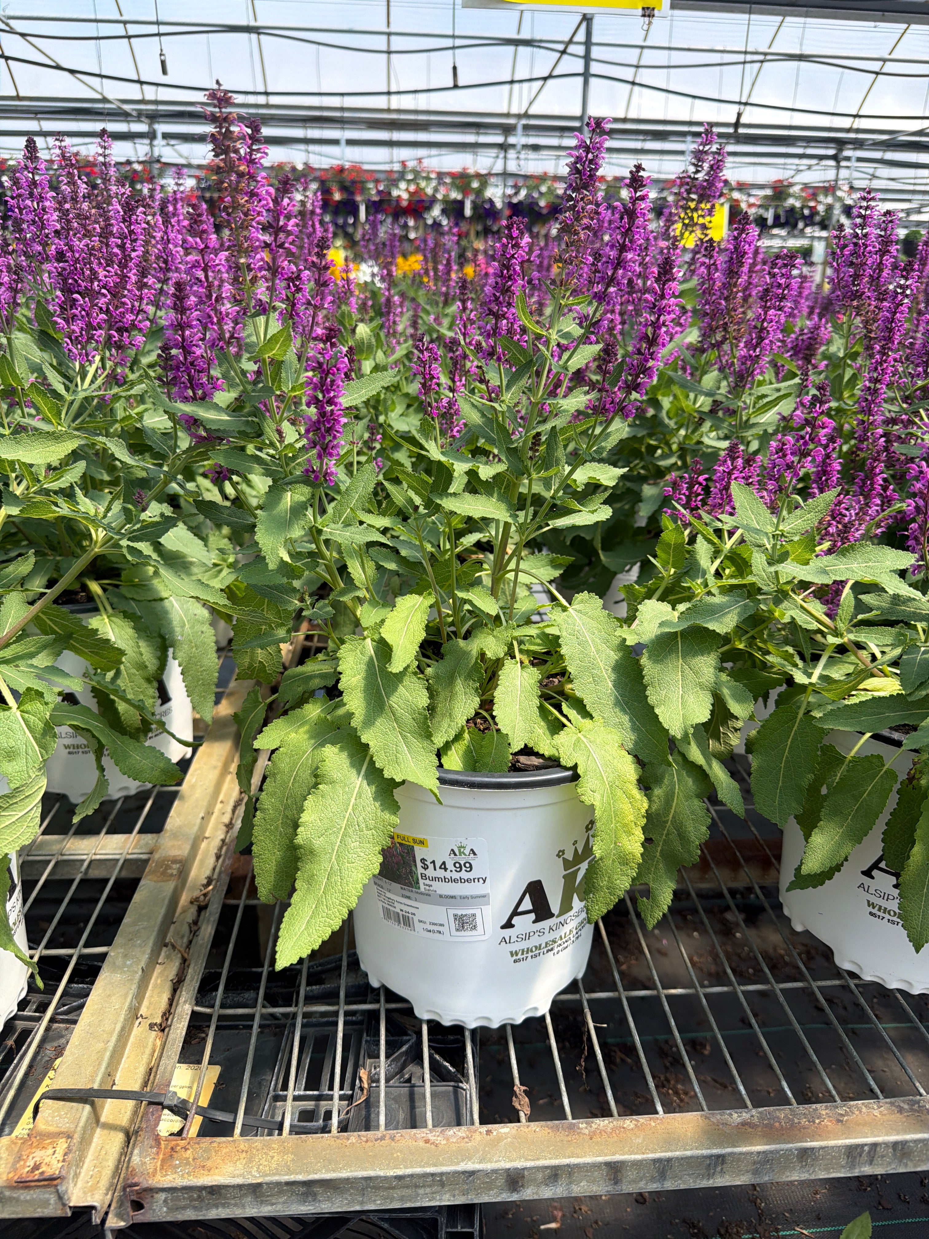 Salvia Sage Bumbleberry