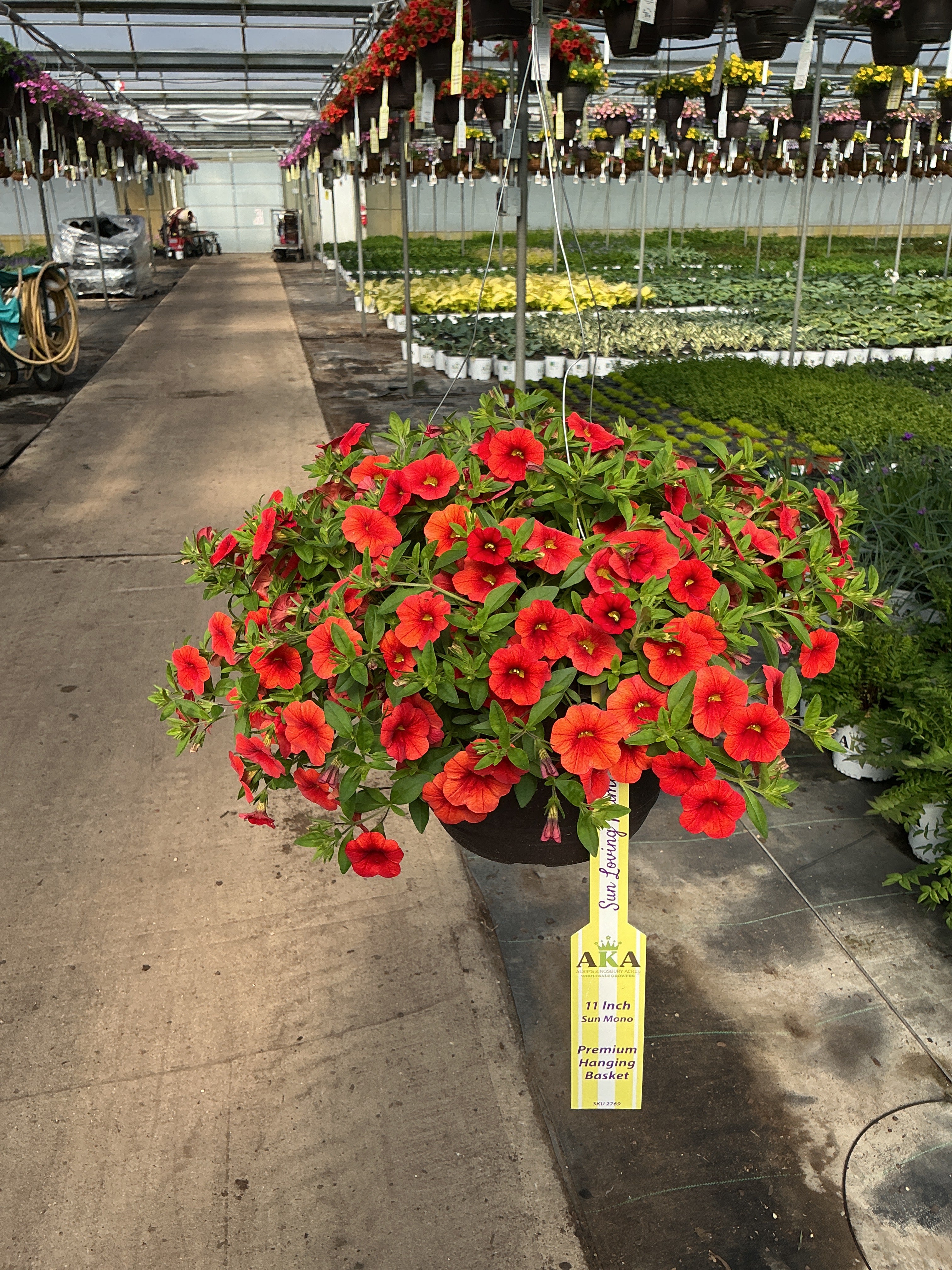 Calibrachoa Cabaret Orange - 11" Hanging Basket