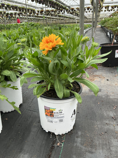 Gaillardia Blanket Flower Arizona Apricot