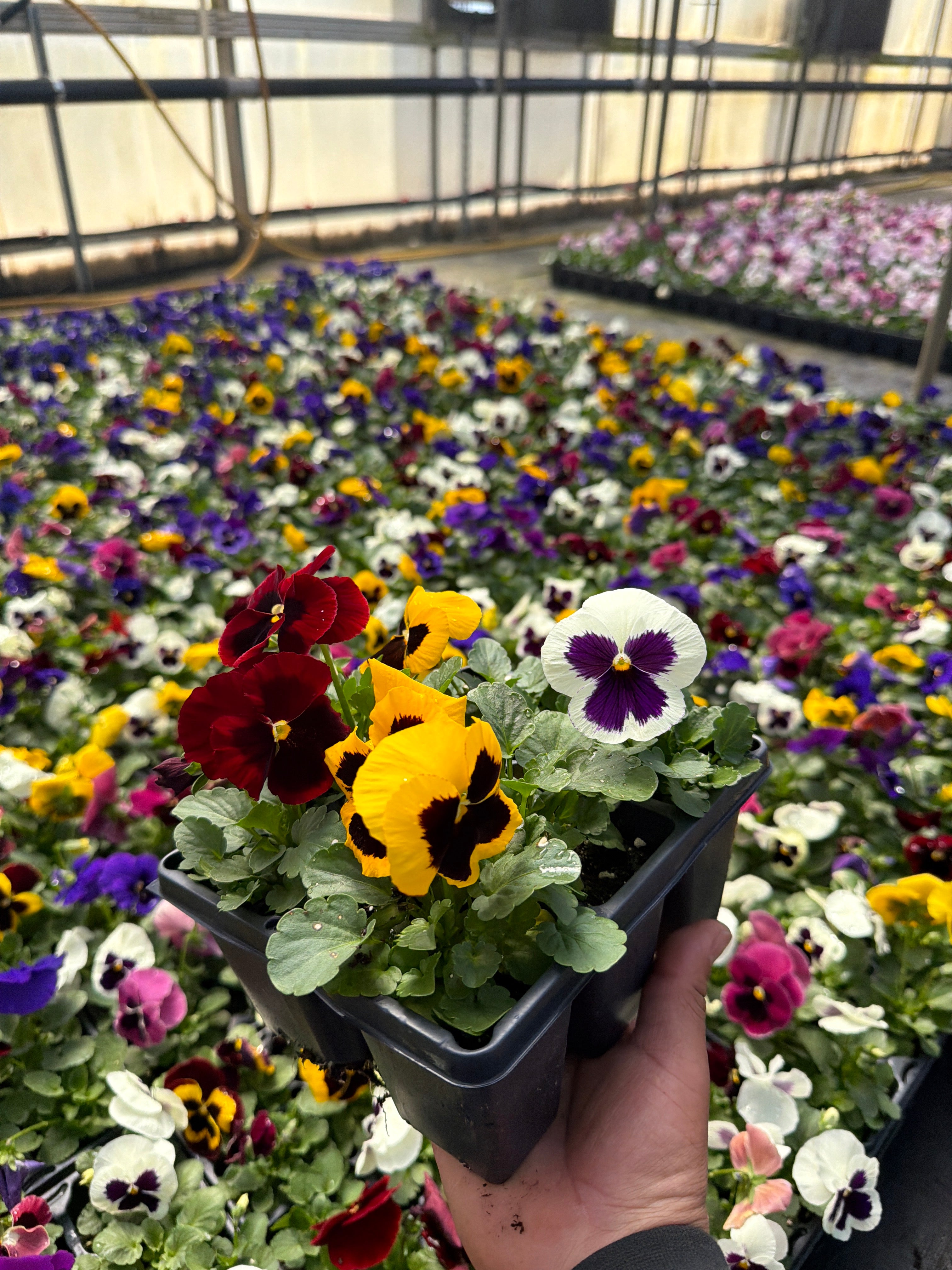 Pansy Delta Pro Blotch Mix - 6 Pack Annual