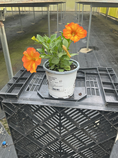 SuperCal Premium Sunset Orange Petchoa - 4.33" Premium Annual