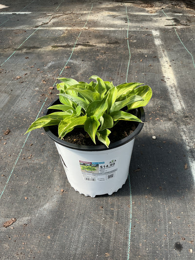 Hosta Plantain Lily Yellow Polka Dot Bikini
