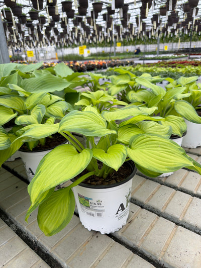 Hosta Plantain Lily Stained Glass