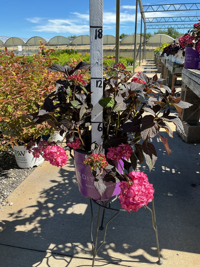 Hydrangea Eclipse