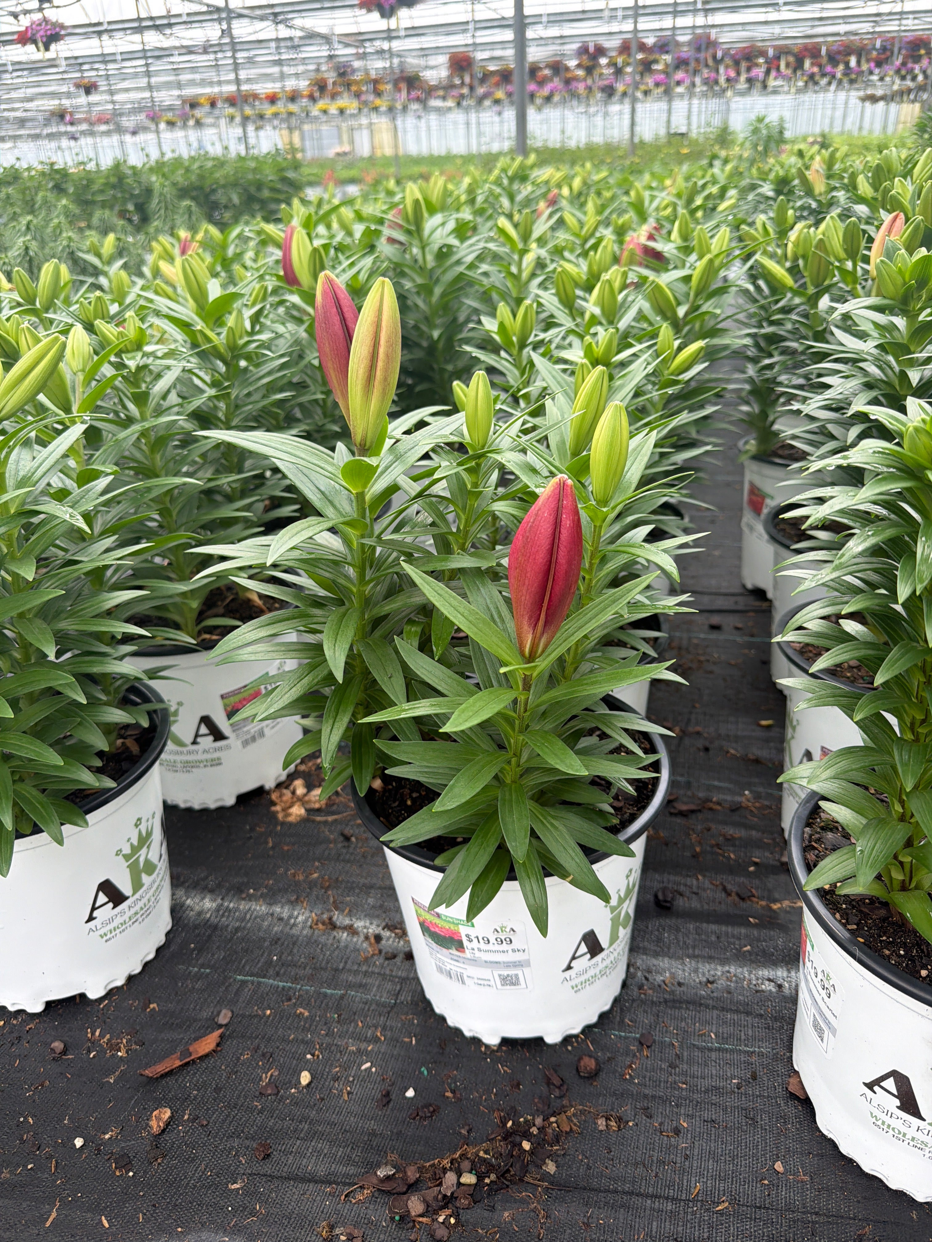 Lilium Lily La Summer Scarlet