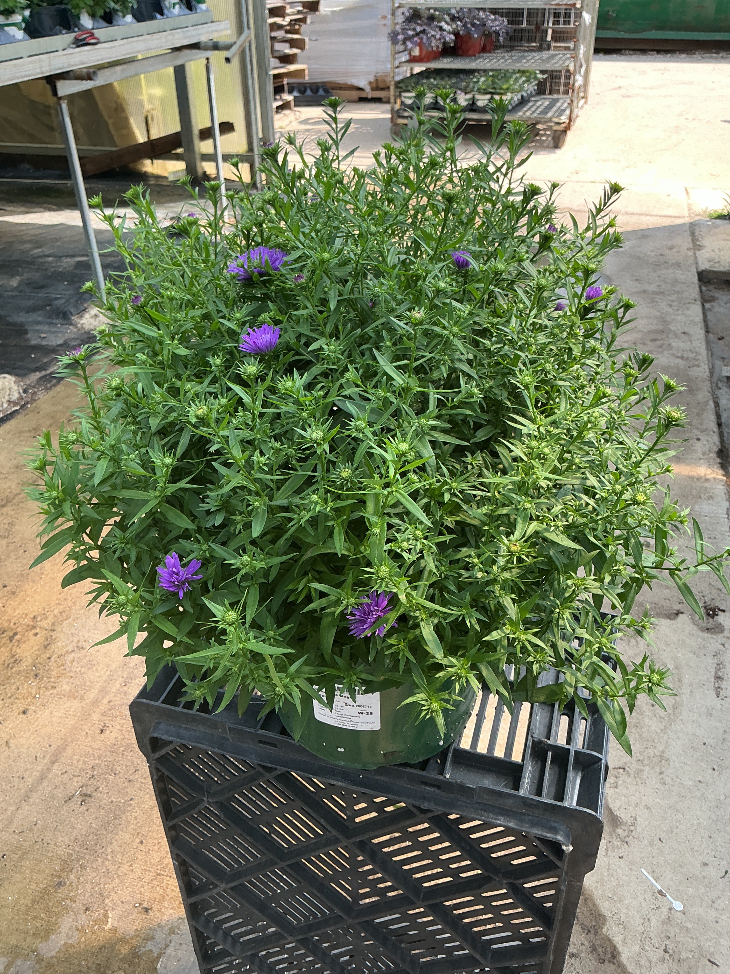 Magic Purple Aster - 9" Fall Asters