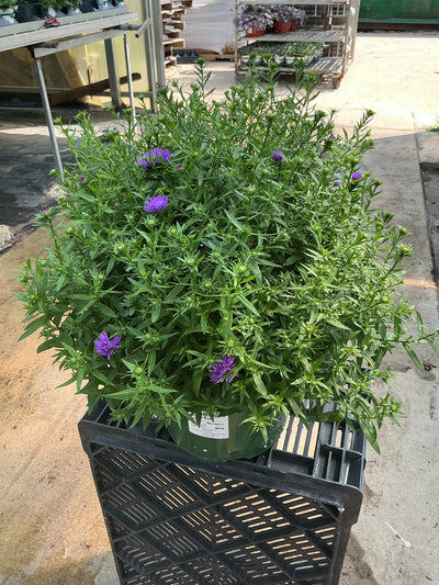 Magic Purple Aster - 9" Fall Asters