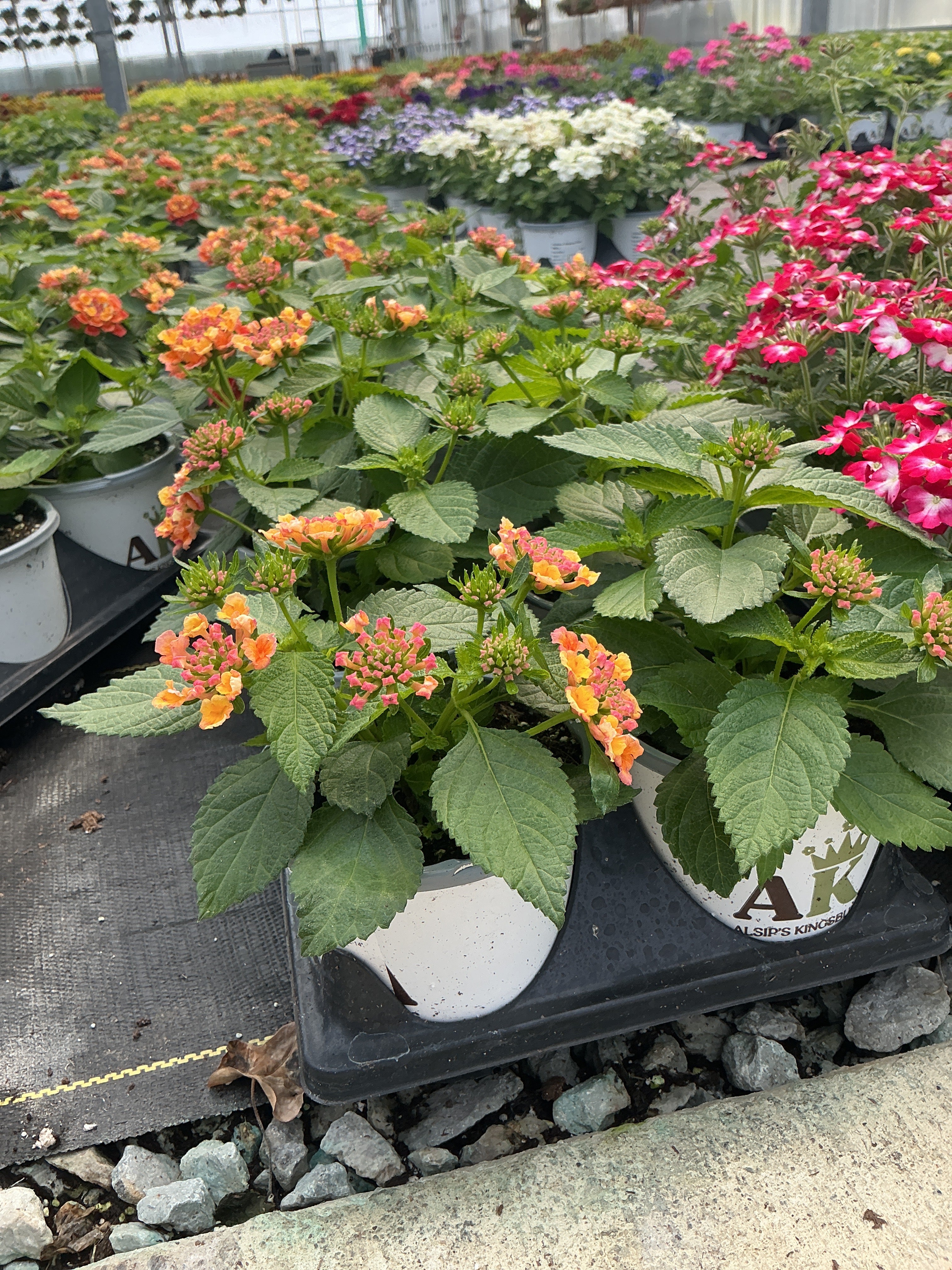 Lantana Shamrock Peach - 4.33" Premium Annual