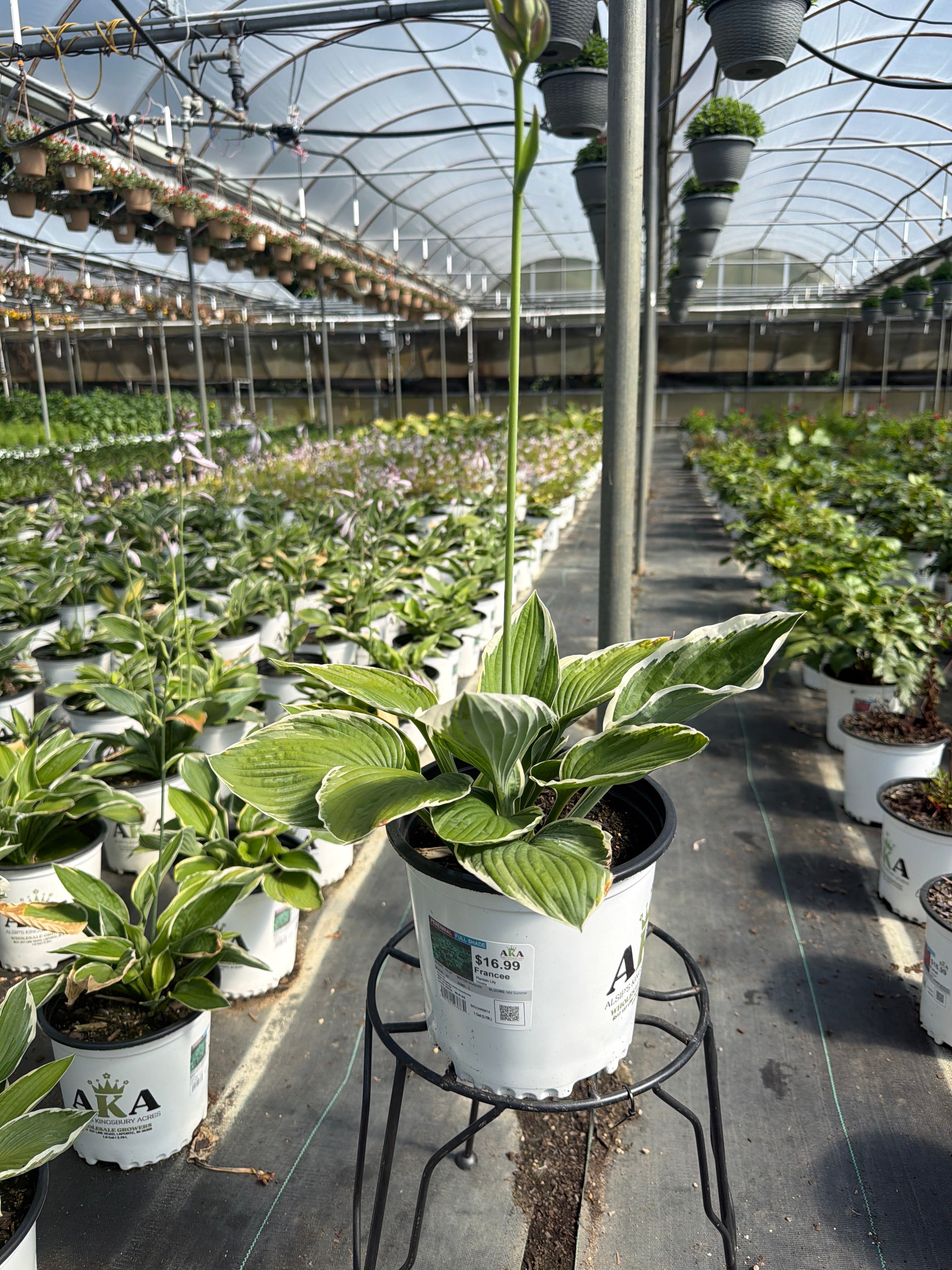 Hosta Plantain Lily Francee