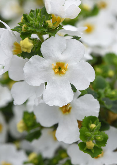 Bacopa Versa White - 4.33" Premium Annual