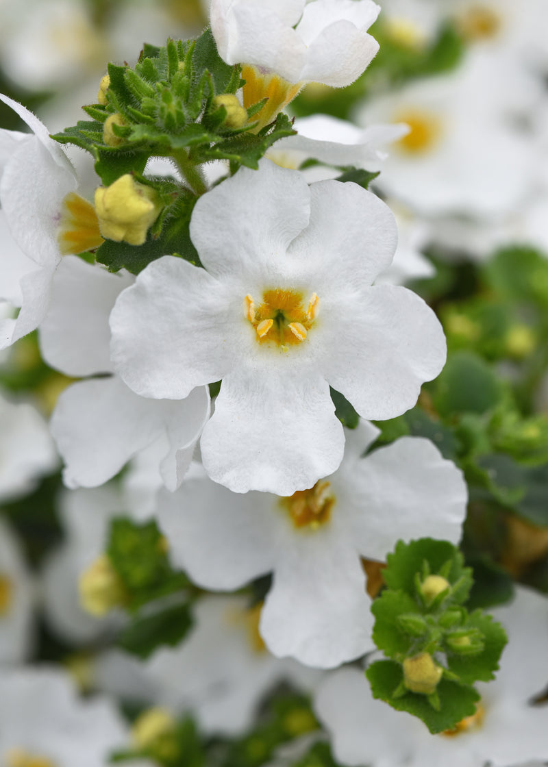 Bacopa Versa White - 4.33" Premium Annual