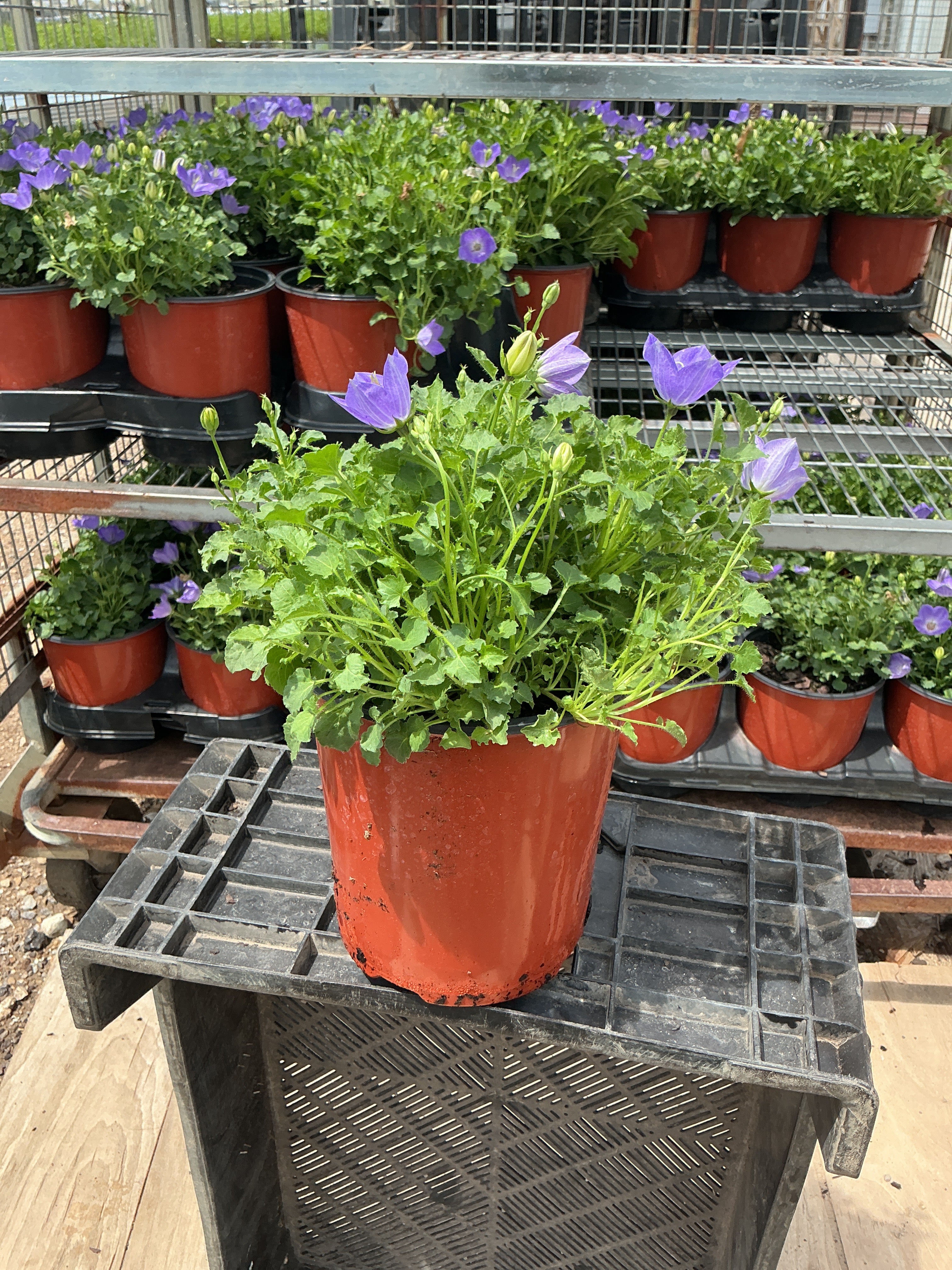 Campanula Bellflower Rapido Blue - 6" Perennial