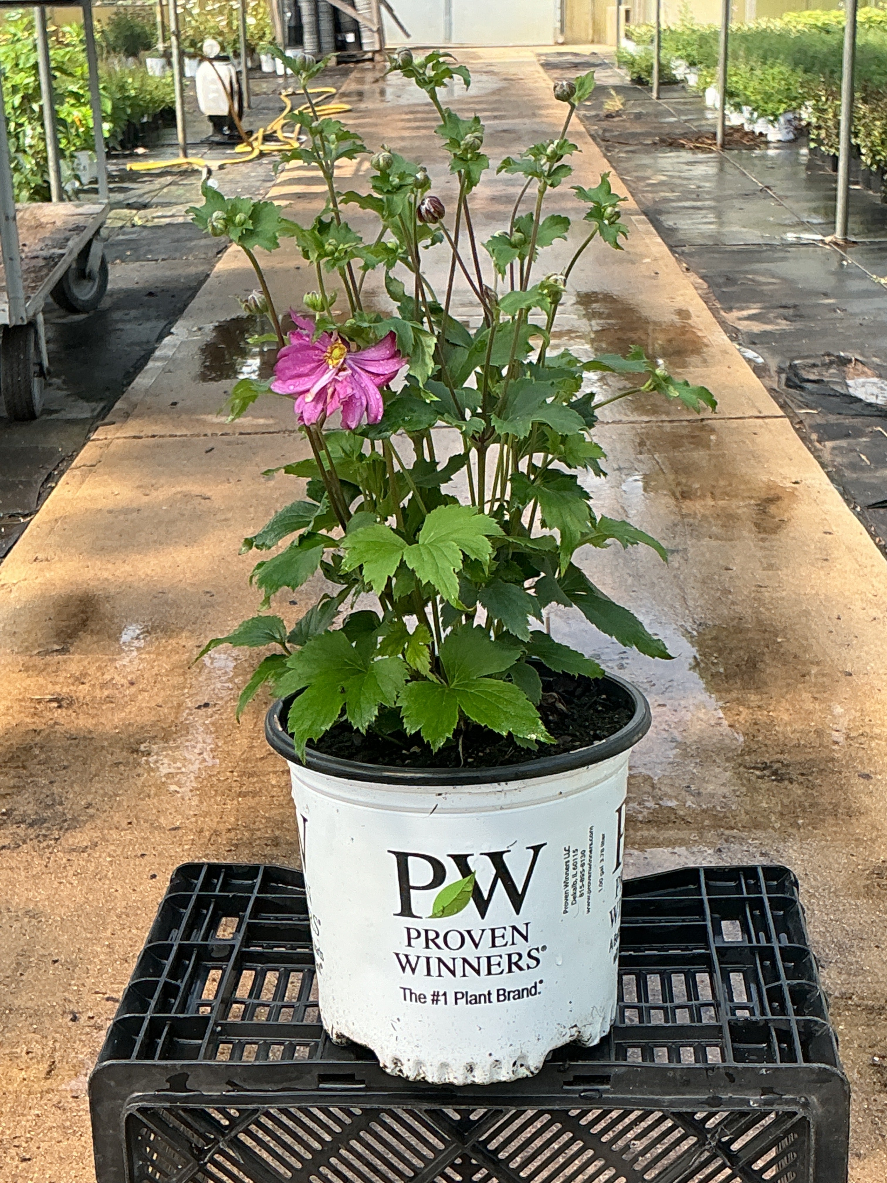 Anemone Wind Flowers Fall in Love Sweety