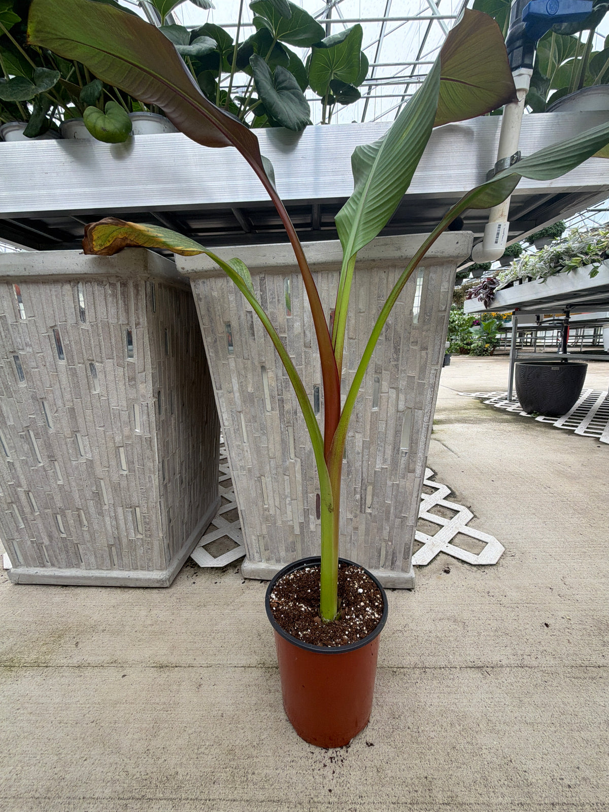 Ensete Ventricosum Maurelii