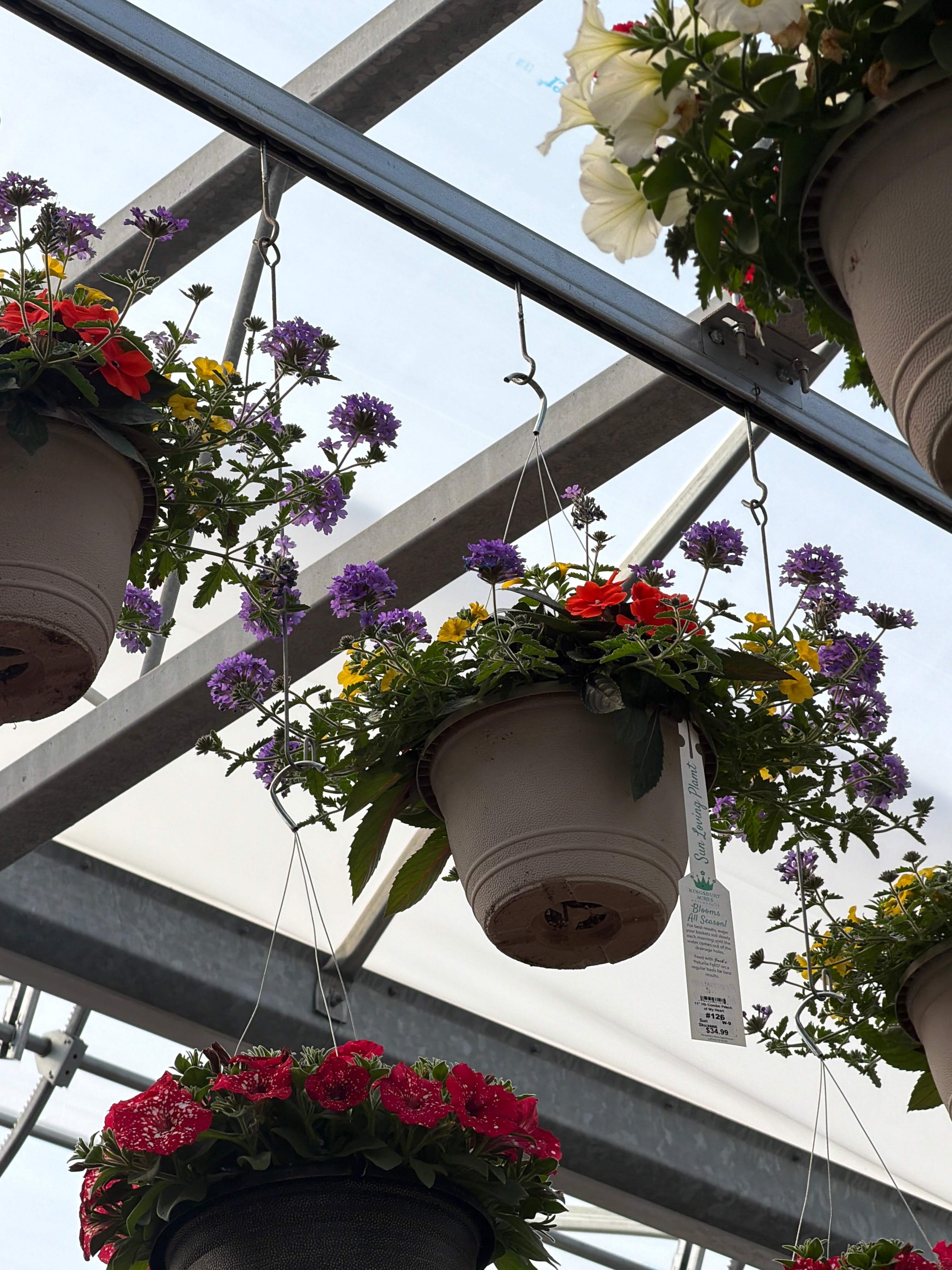 126 Peach of My Heart - 11" Hanging Basket