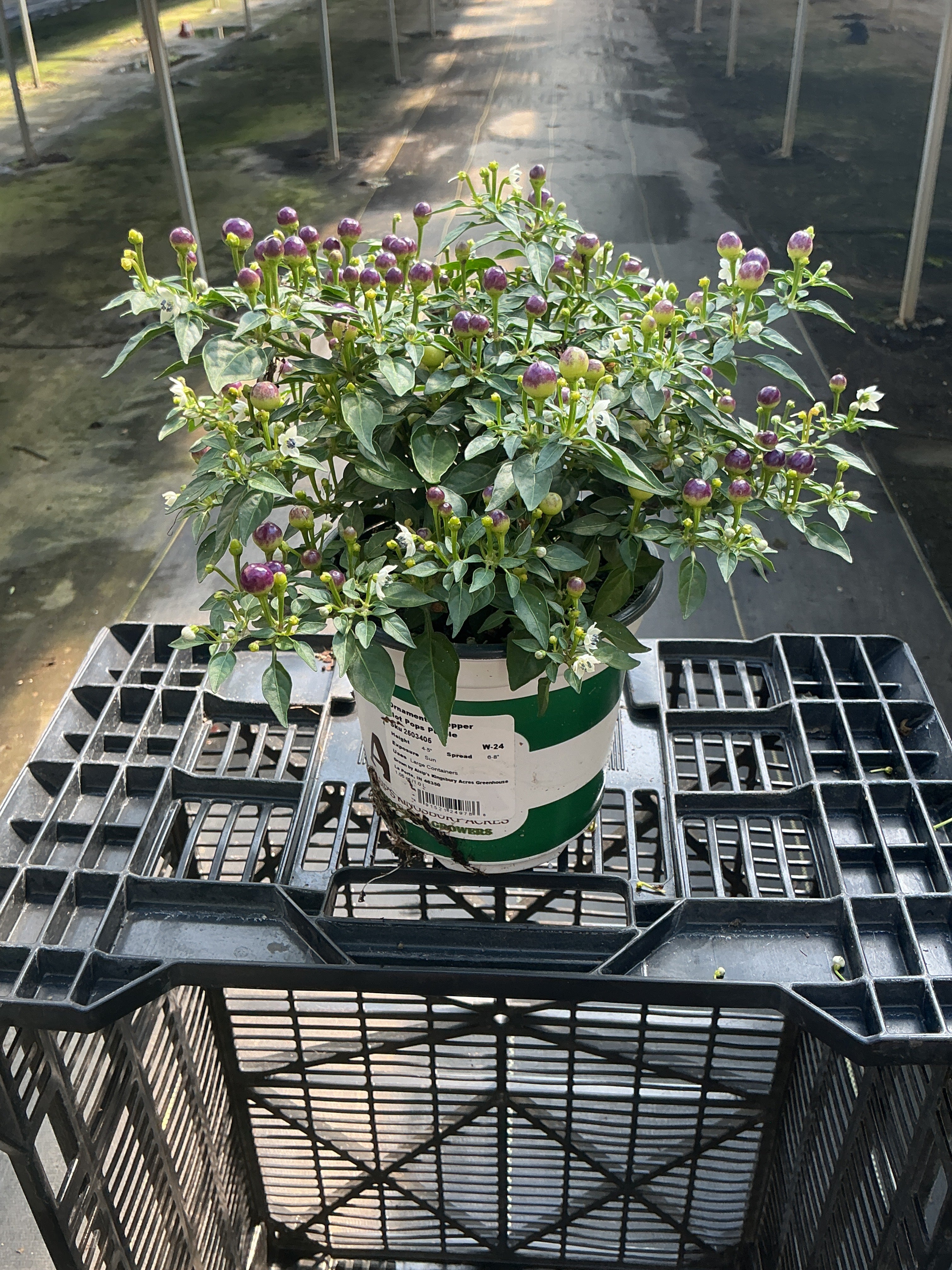 Hot Pops Purple Ornamental Pepper - 5" Fall Annuals