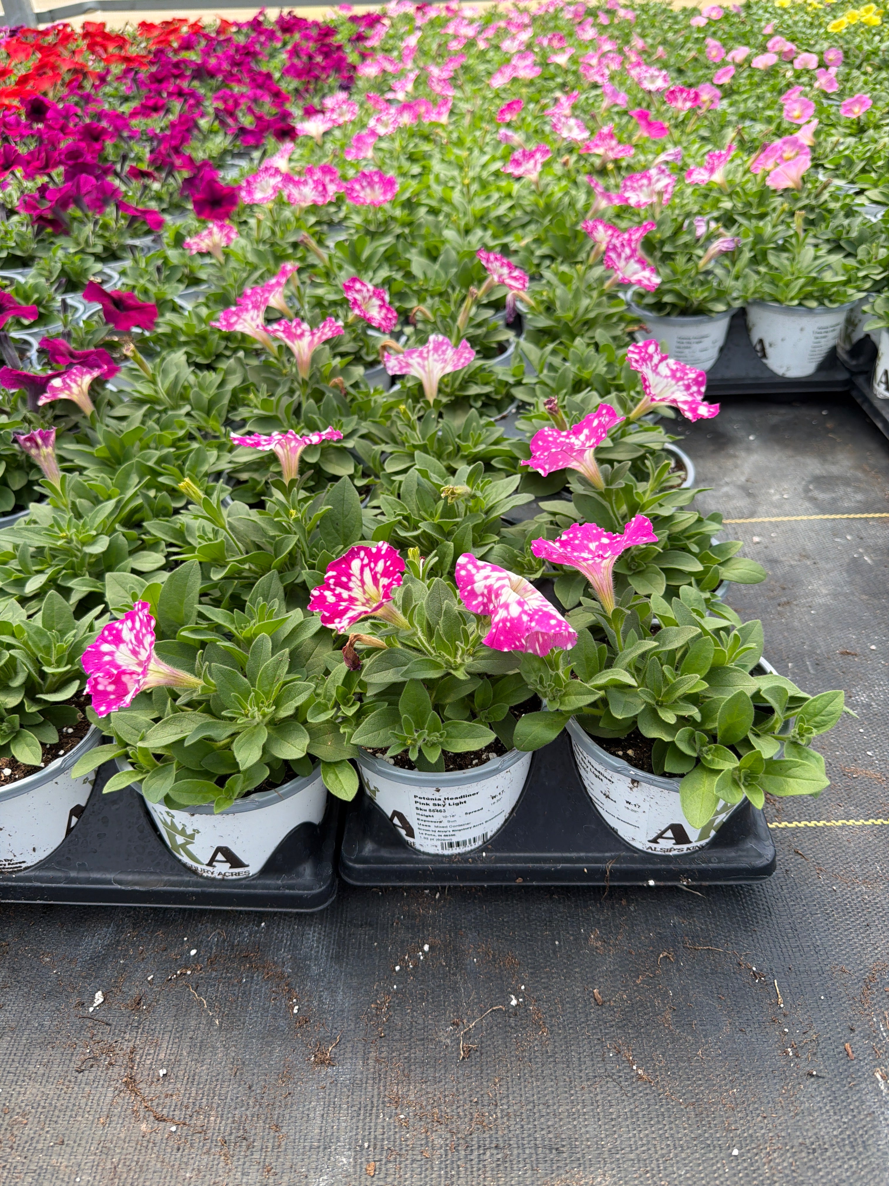 Petunia Headliner Pink Sky Light - 4.33" Premium Annual