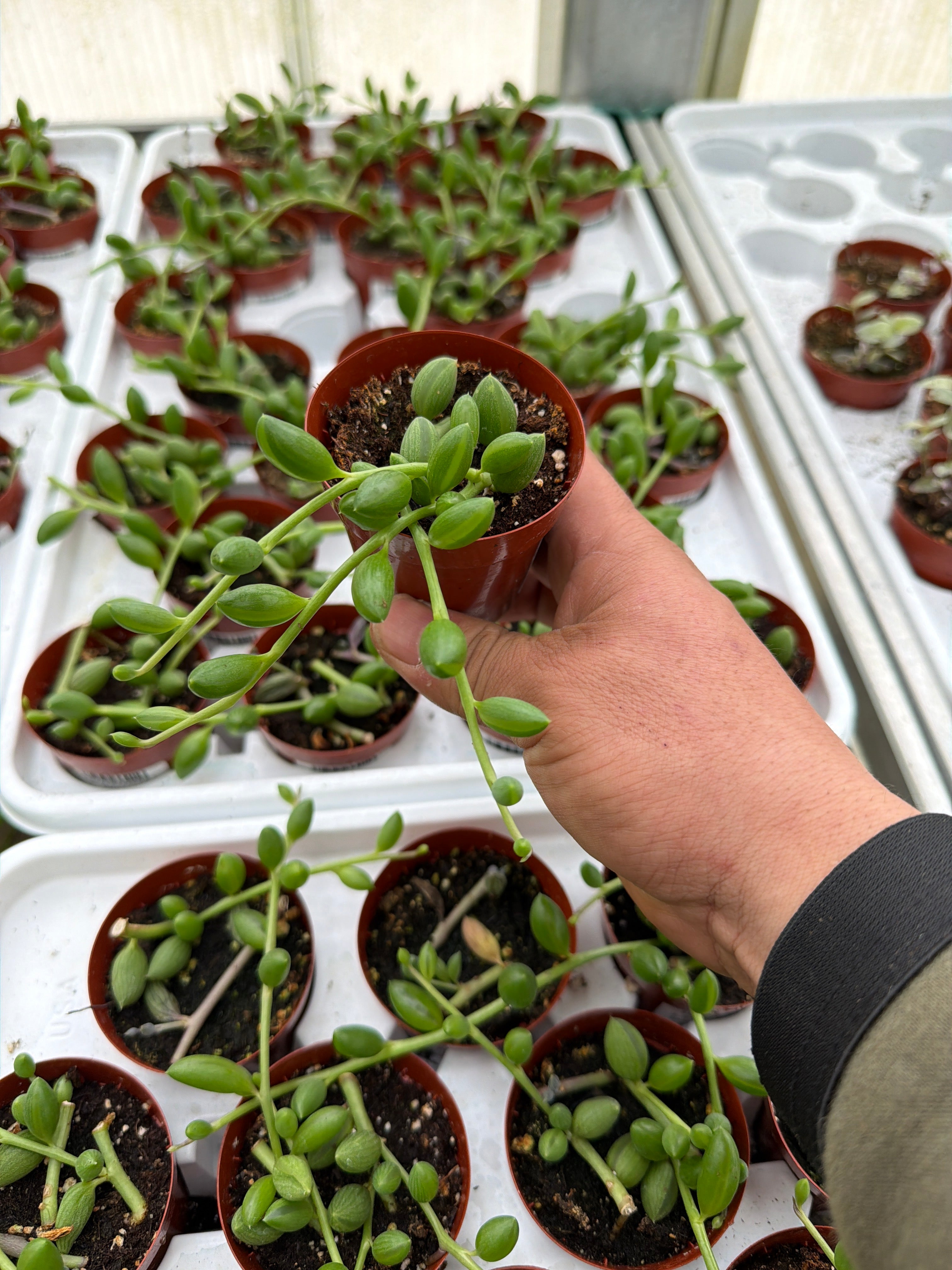 Senecio Strng of Watermelon - 2.5" Succulent