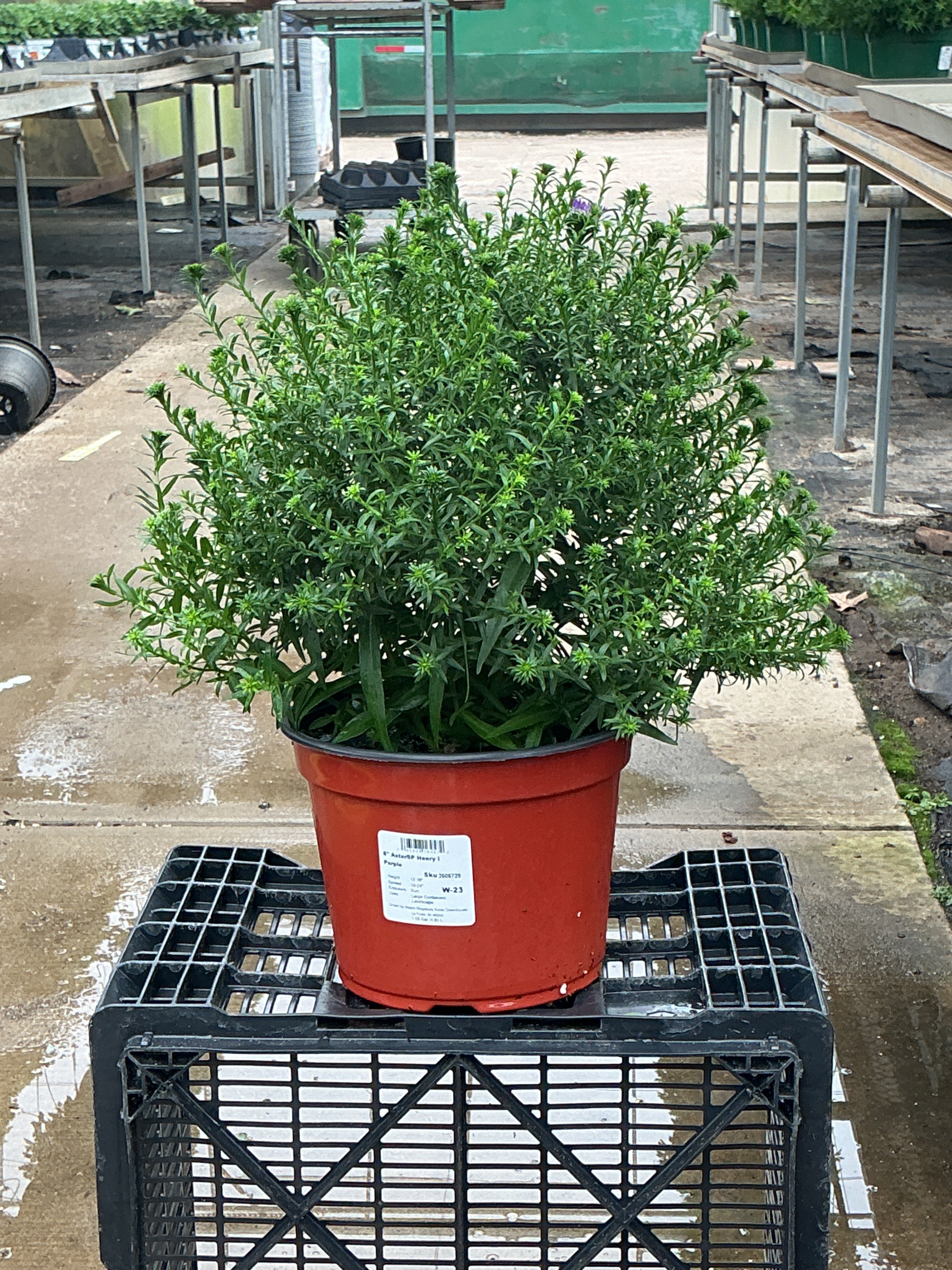 Henry I Purple Aster - 8" Fall Asters