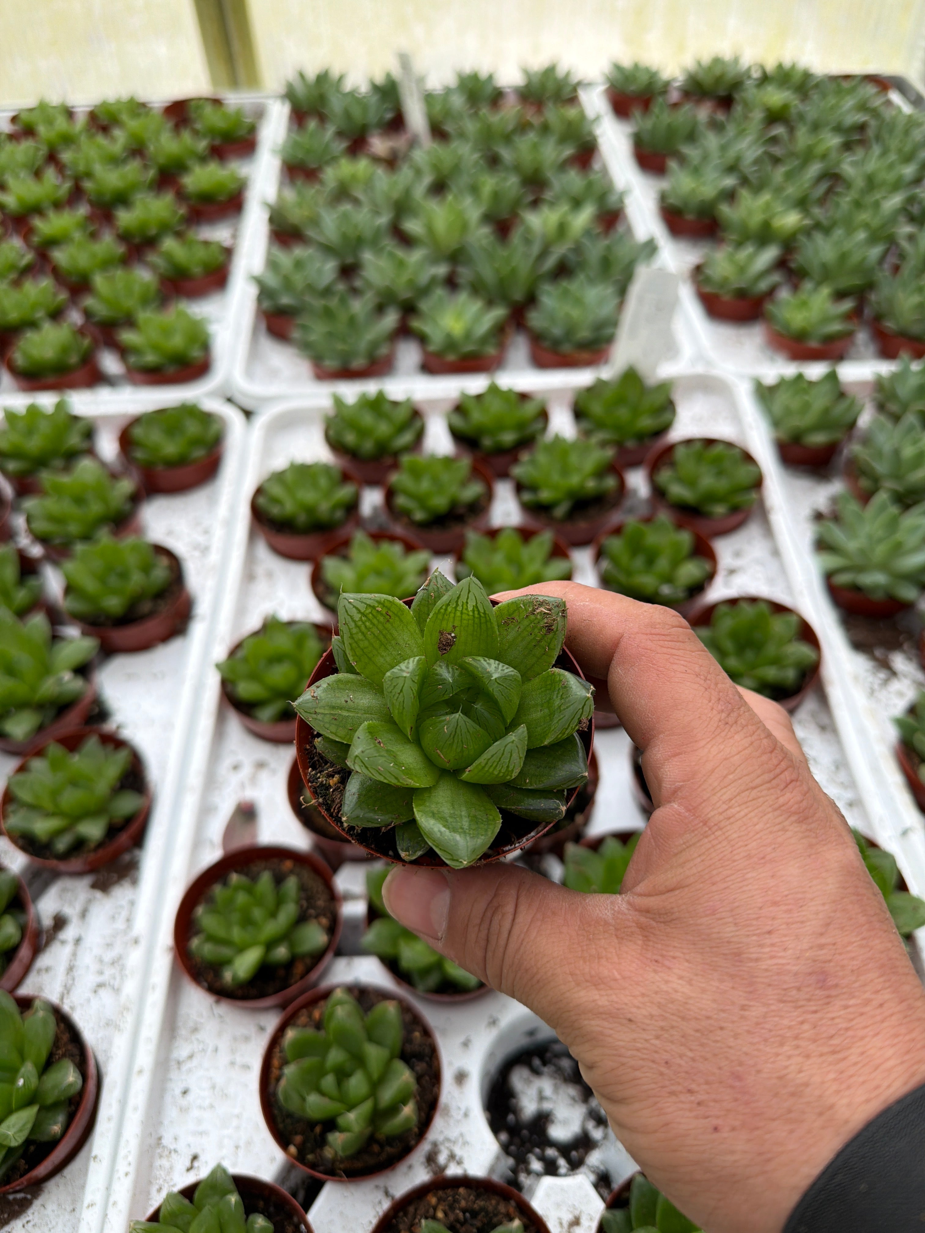 Haworthia cooperi - 2.5" Succulent