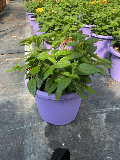 Lantana Shamrock Rose Gold - 8" Planter