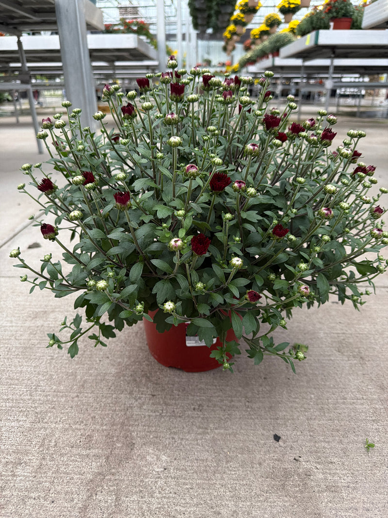 Plumberry Purple  - 8"x5" Potted Garden Mum