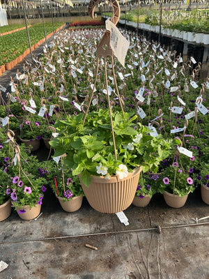 Confetti White Wedding - 8" Combination Hanging Basket