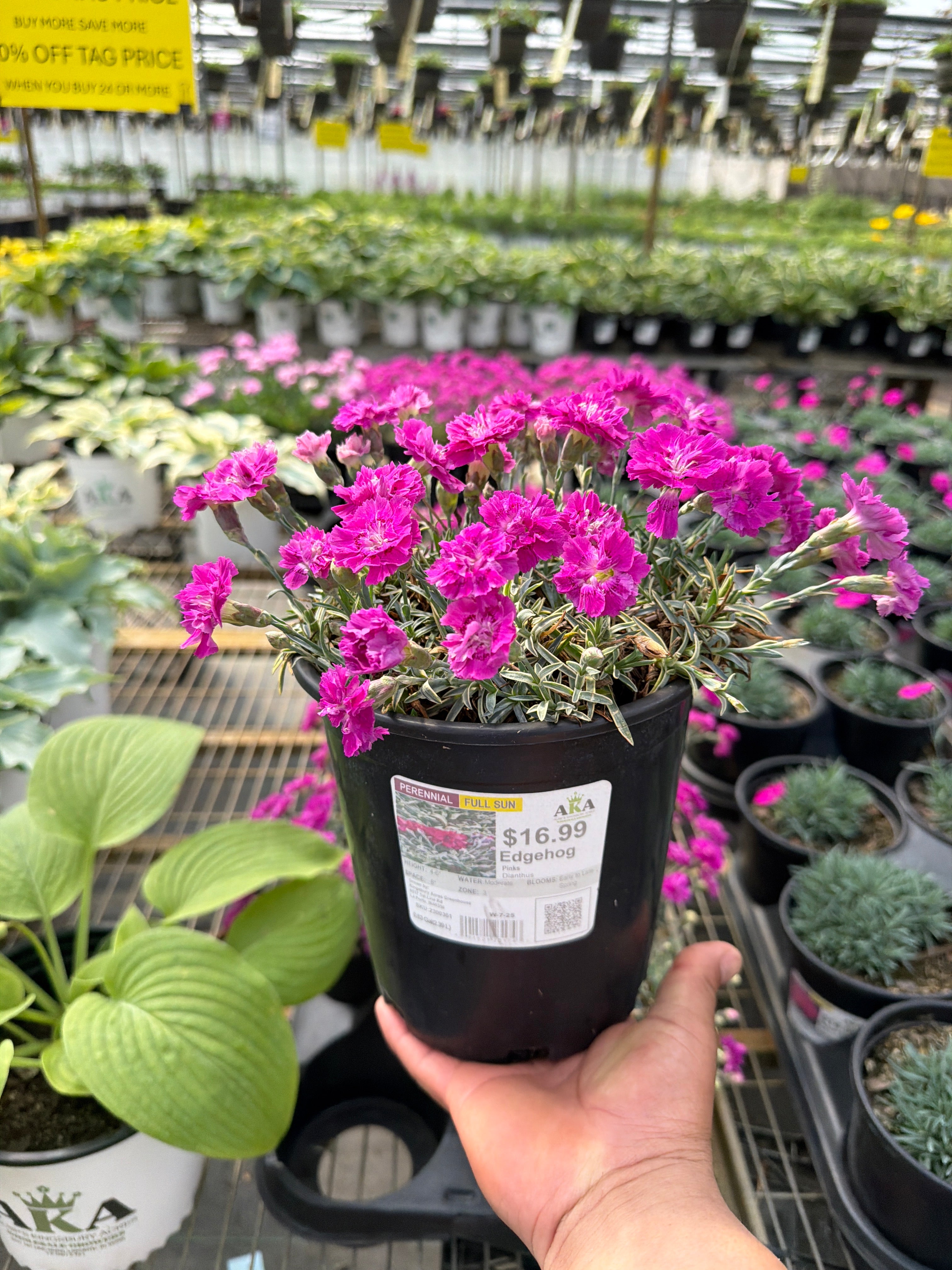 Dianthus Edgehog Pinks