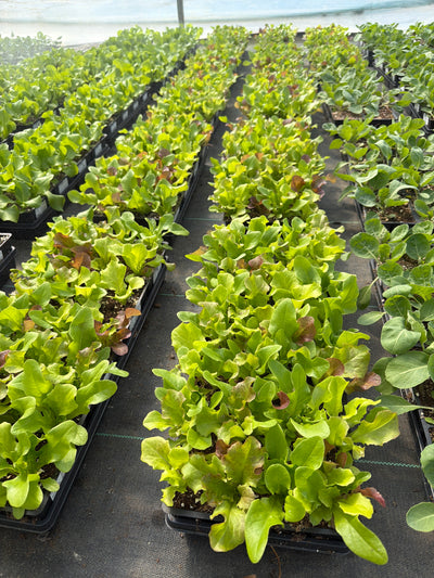 Lettuce Bistro Salad Blend - 4 Pack Vegetable
