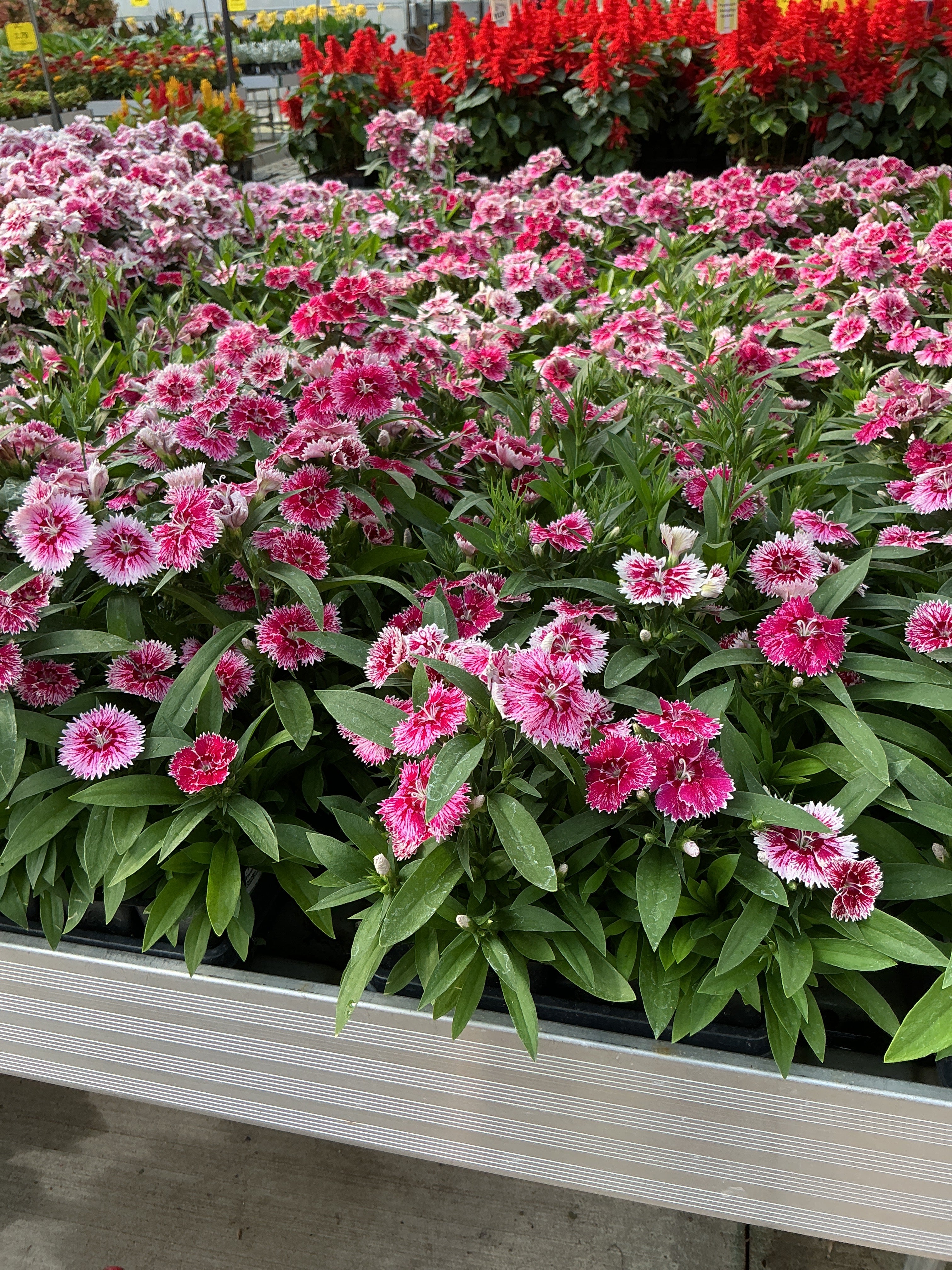Dianthus Floral Lace Picotee - 4 Pack Annual