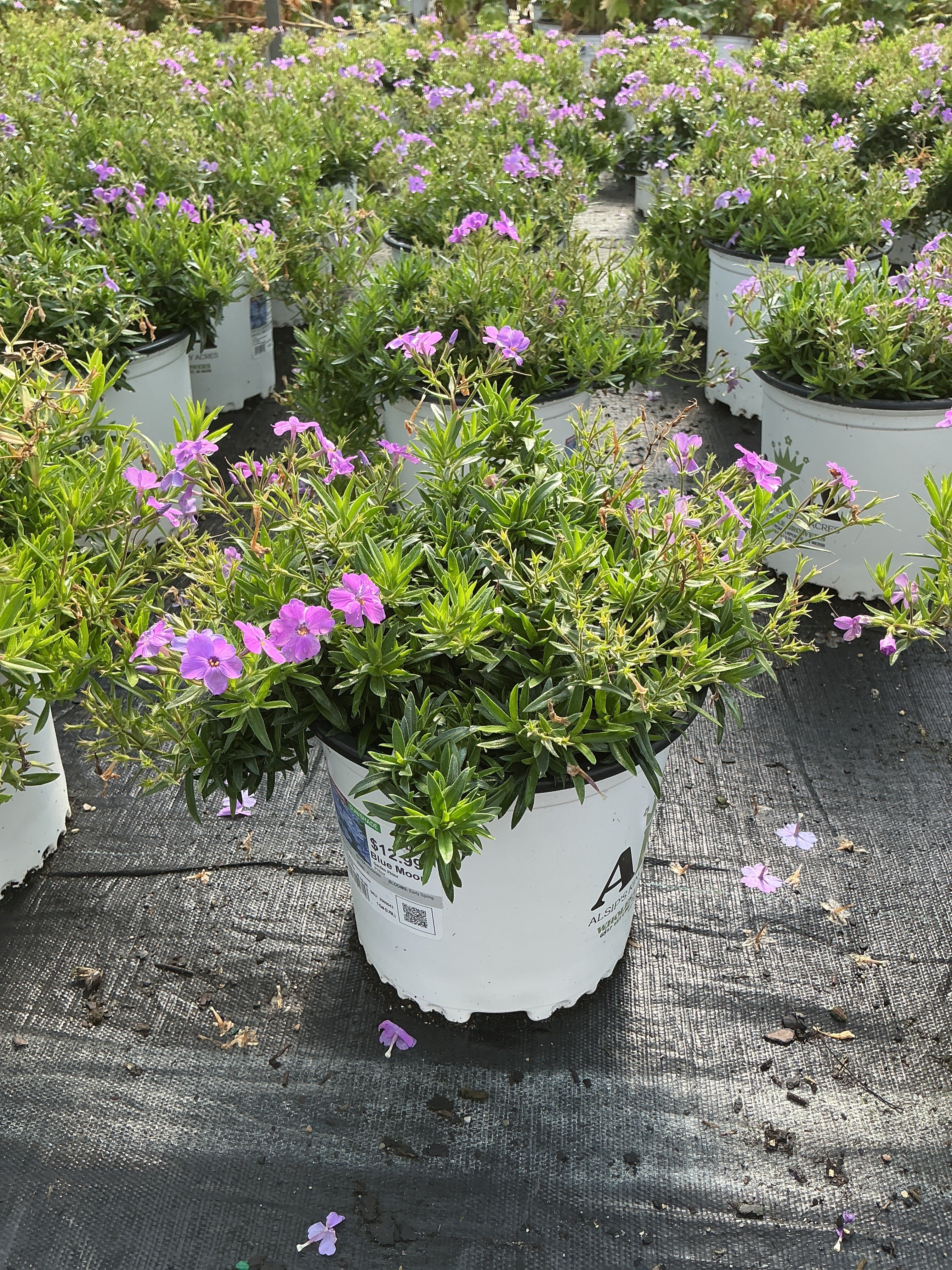 Phlox Garden Phlox Blue Moon