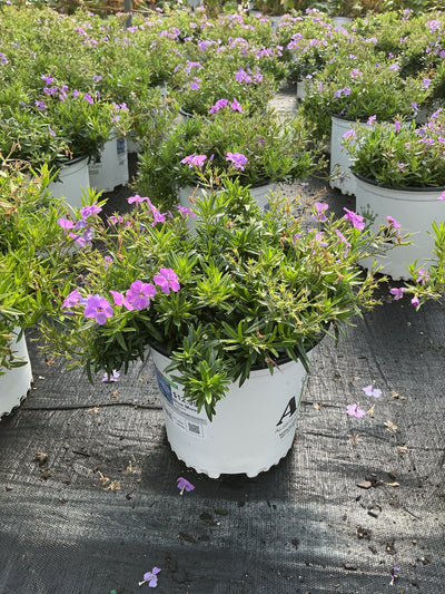 Phlox Garden Phlox Blue Moon