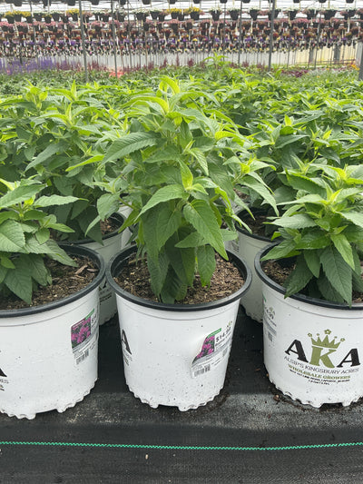 Monarda Bee Balm Balmy Lilac