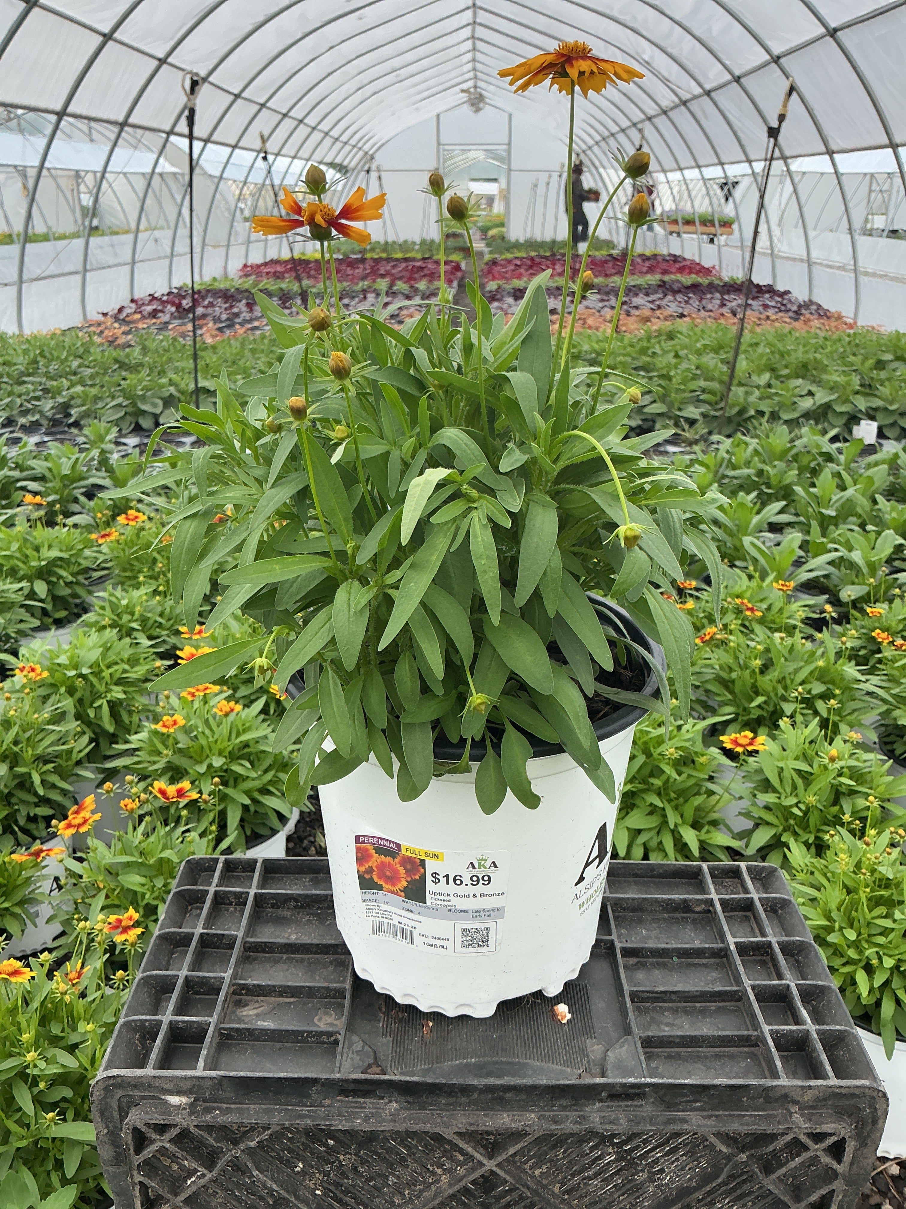 Coreopsis Tickseed Uptick Gold & Bronze