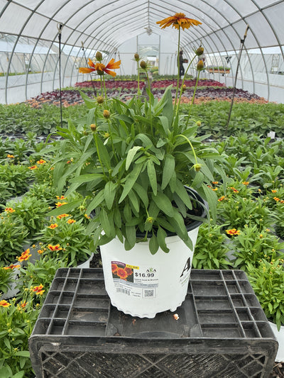 Coreopsis Tickseed Uptick Gold & Bronze