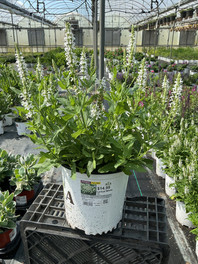 Salvia Sage Lyrical White