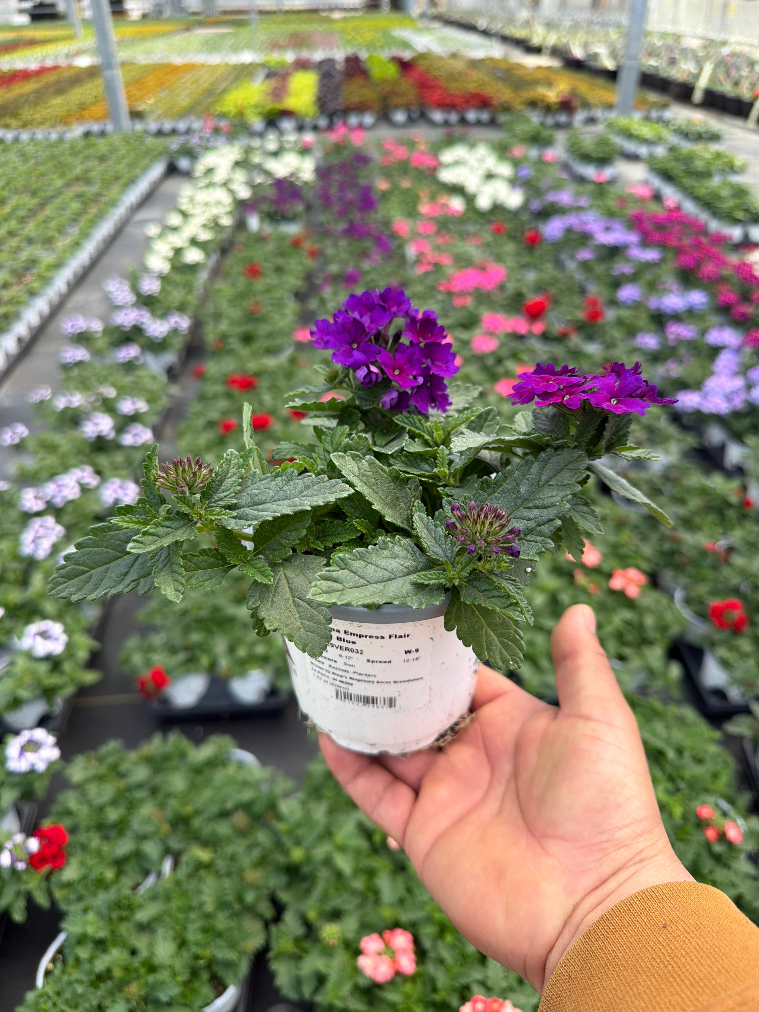 Verbena Empress Flair Cobalt Blue - 4.33" Premium Annual
