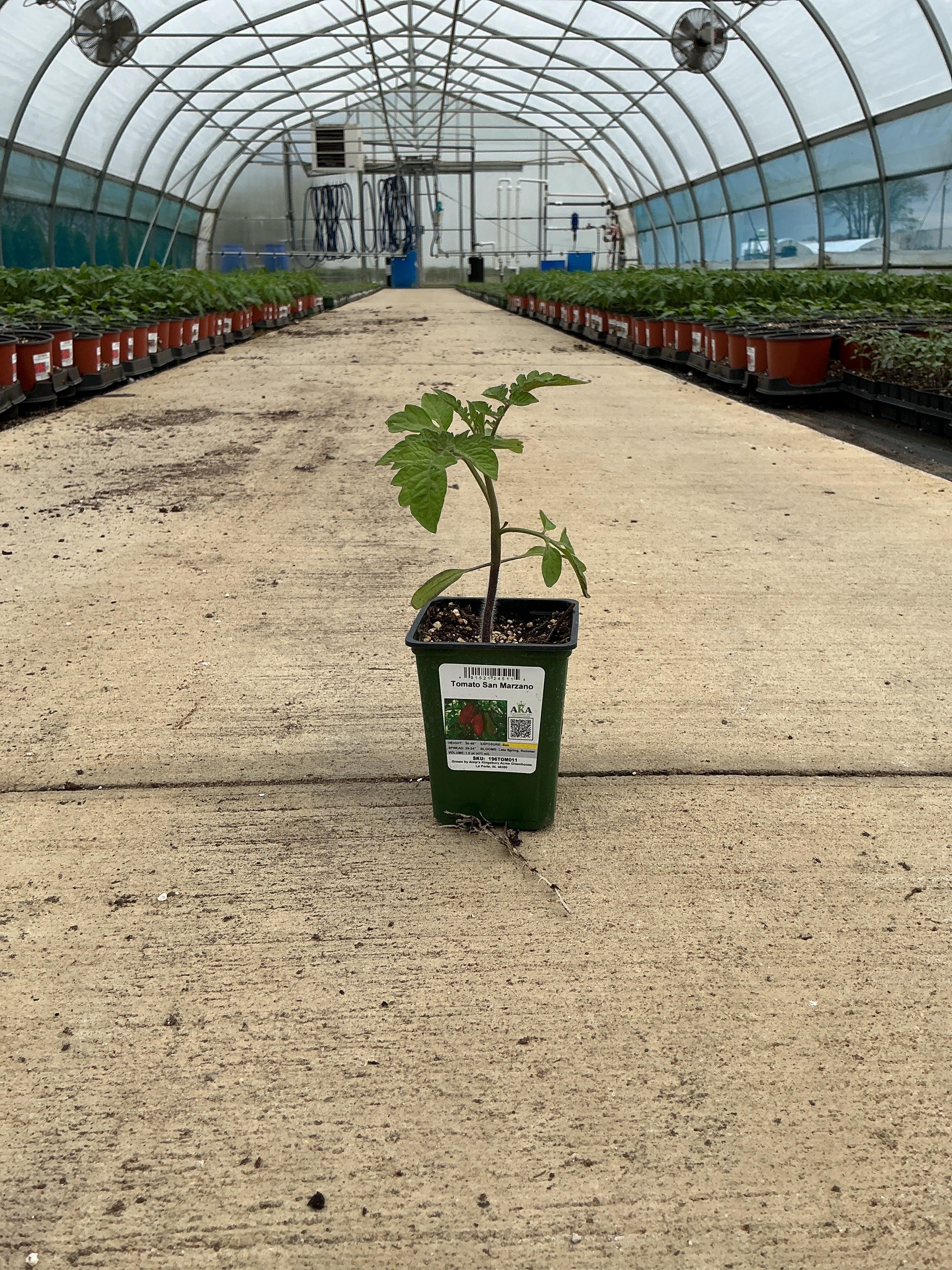 Tomato San Marzano - 4" Potted Vegetable
